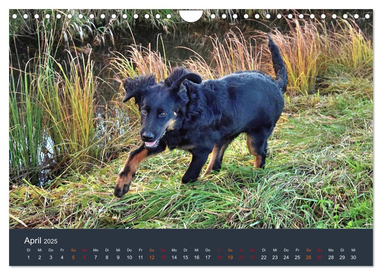 Bild: 9783435150052 | Ein Hovawart, ein Wachhund (Wandkalender 2025 DIN A4 quer),...