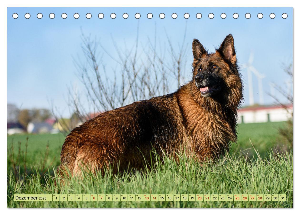 Bild: 9783383896668 | Altdeutsche Schäferhunde - Traumhafte Schäferhunde Langstockhaar...