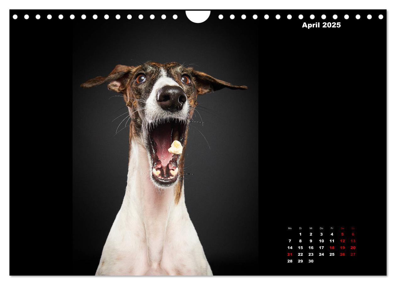 Bild: 9783435228911 | Die Stimme der Windhunde (Wandkalender 2025 DIN A4 quer), CALVENDO...