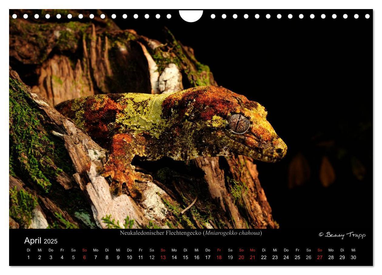 Bild: 9783435774548 | REPTILIEN (Wandkalender 2025 DIN A4 quer), CALVENDO Monatskalender