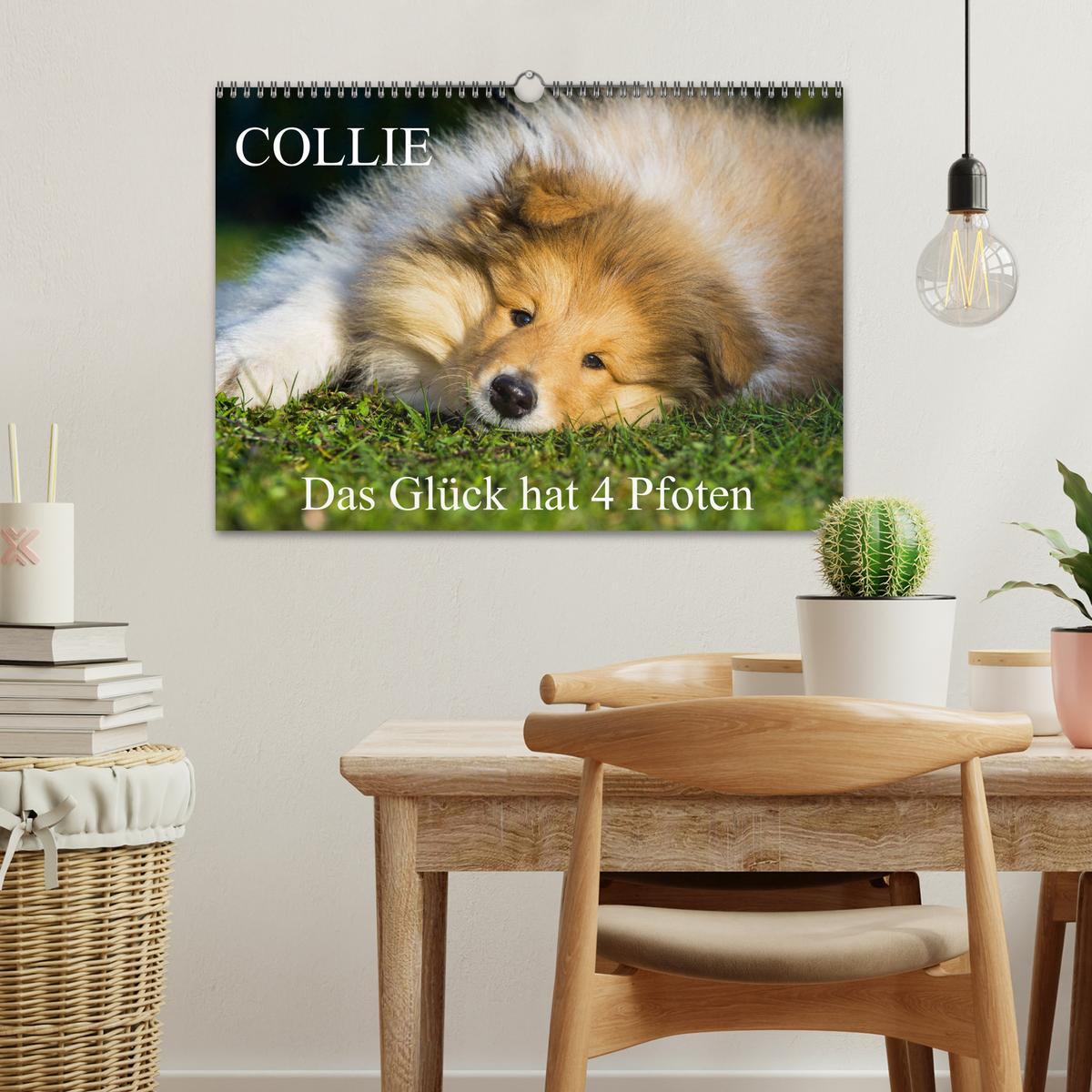 Bild: 9783435312146 | Collie - Das Glück hat 4 Pfoten (Wandkalender 2025 DIN A3 quer),...