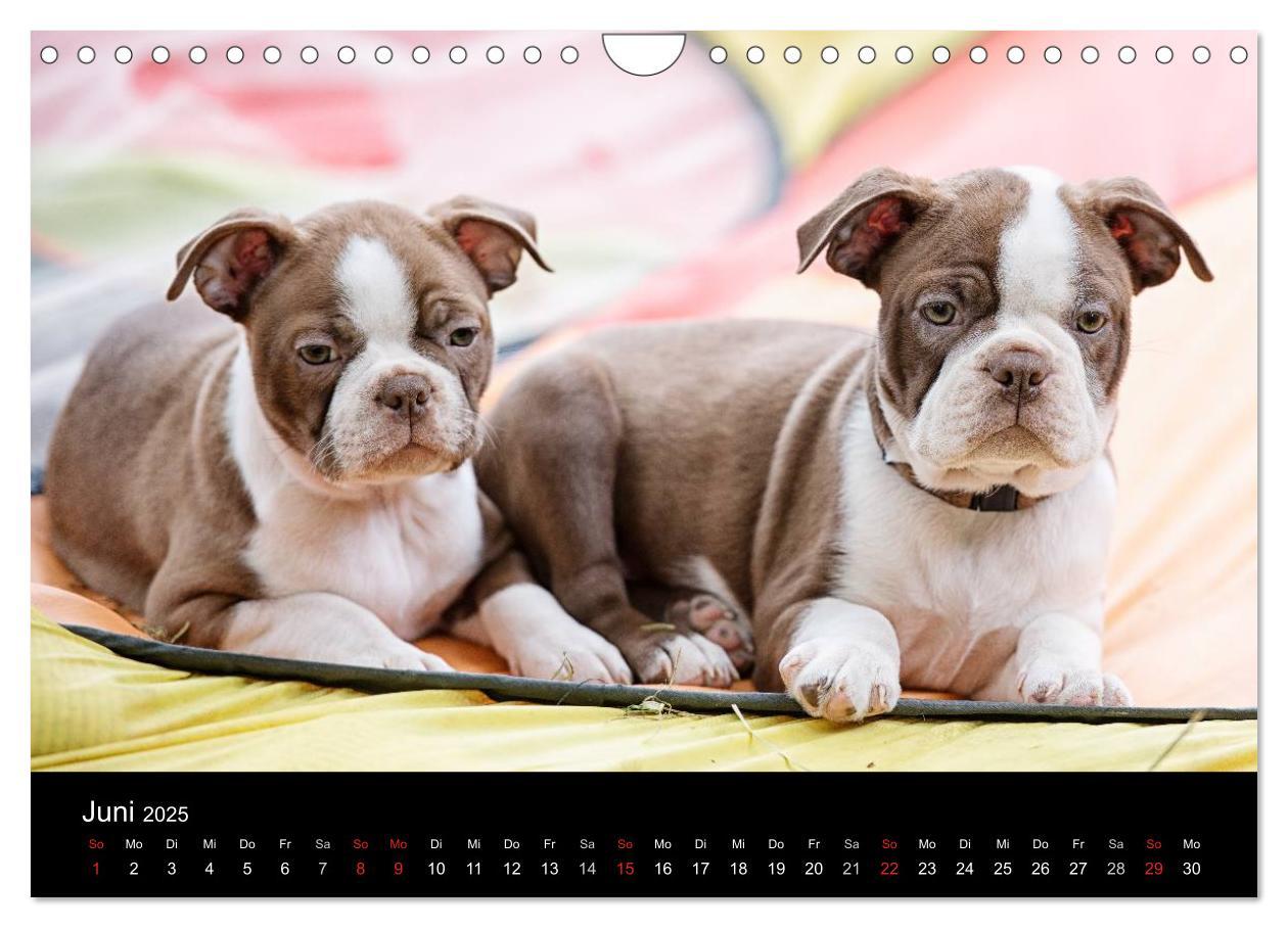 Bild: 9783435614318 | Colored Boston Terrier 2025 (Wandkalender 2025 DIN A4 quer),...