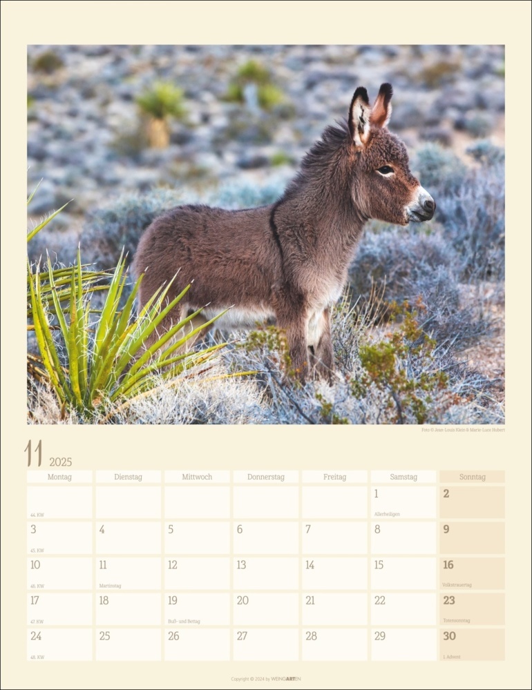 Bild: 9783839900451 | Esel Kalender 2025 | Marie-Luce Hubert (u. a.) | Kalender | 14 S.