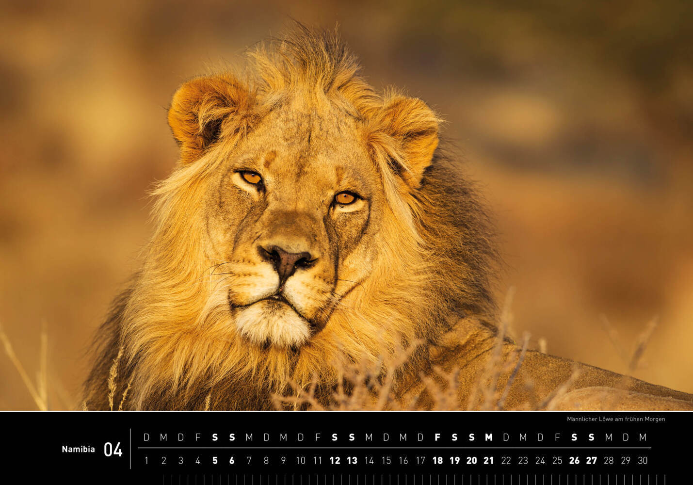 Bild: 9783968555201 | 360° Namibia Premiumkalender 2025 | Thomas Dreßler | Kalender | 13 S.