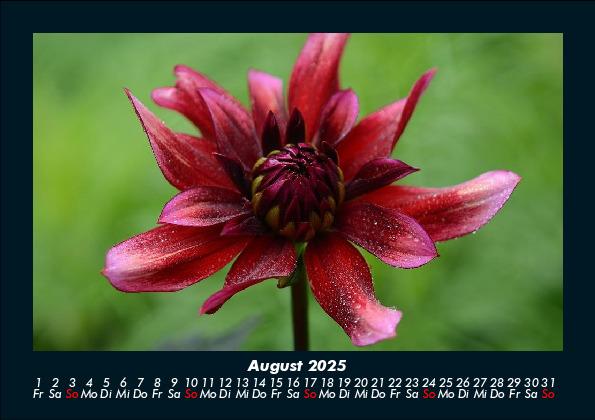 Bild: 9783755986577 | Blumenkalender 2025 Fotokalender DIN A5 | Tobias Becker | Kalender