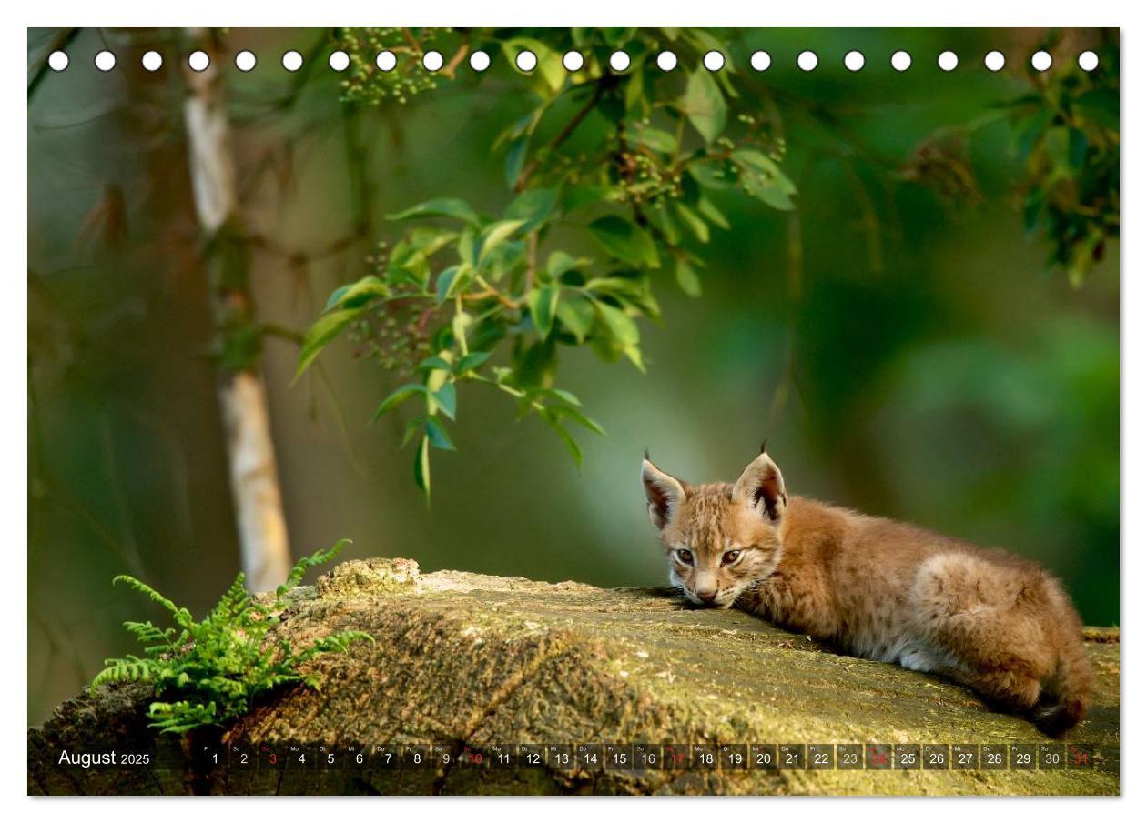 Bild: 9783435687510 | Der Luchs - Dem Pinselohr auf der Spur (Tischkalender 2025 DIN A5...