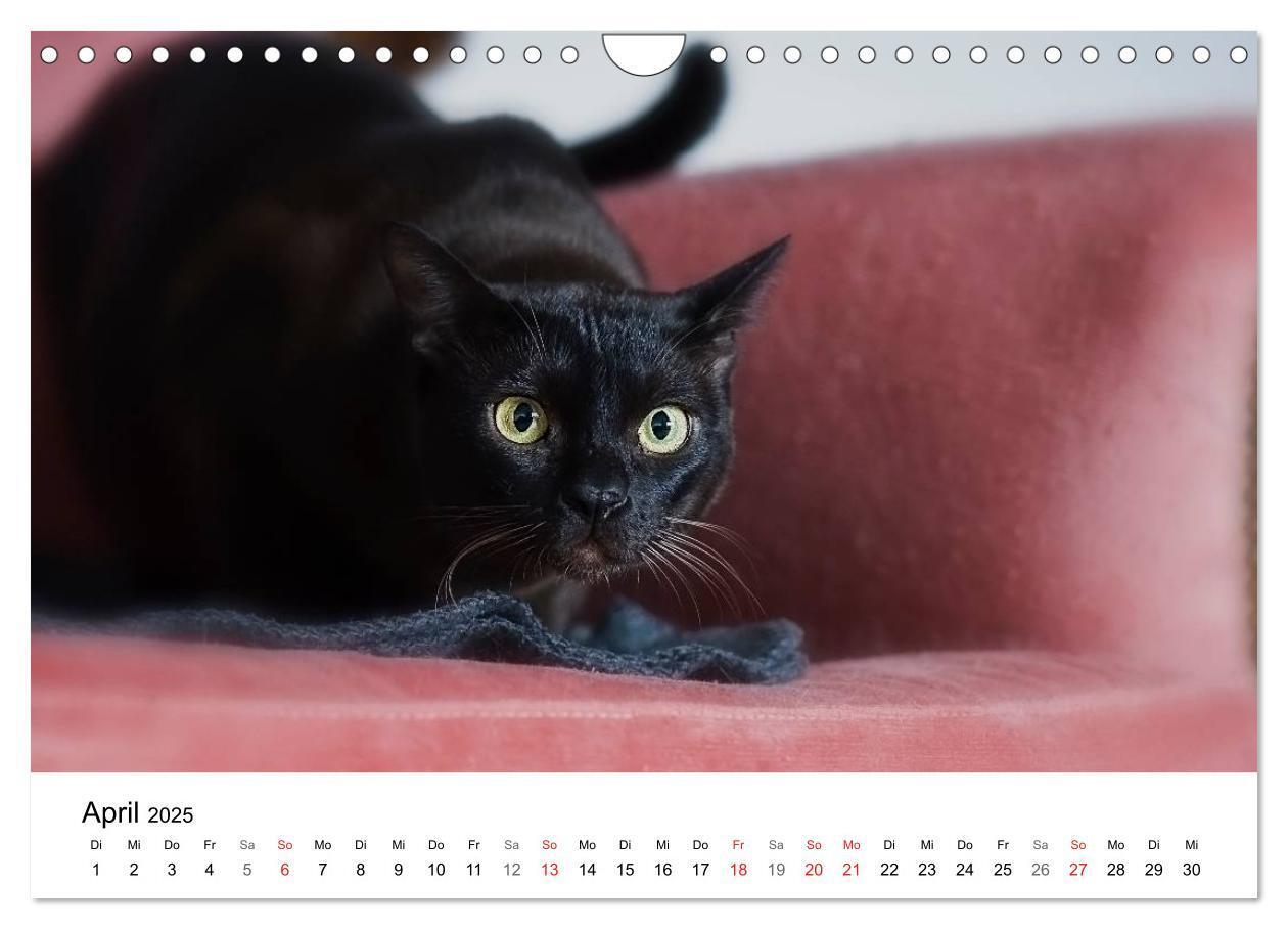 Bild: 9783435727605 | Rassekatzen 2025 (Wandkalender 2025 DIN A4 quer), CALVENDO...