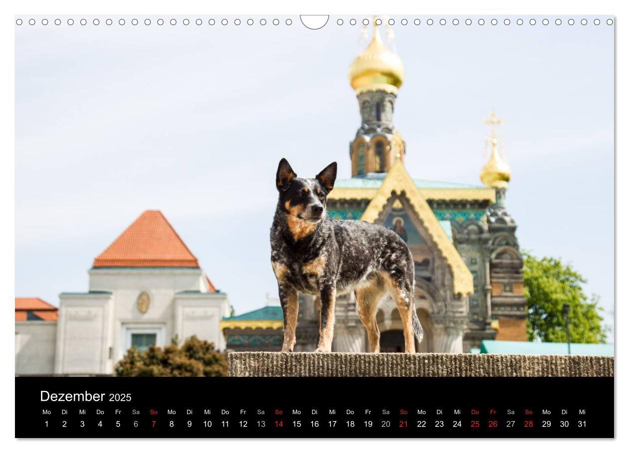 Bild: 9783435463558 | Australian Cattle Dogs zwischen Kunst und Kultur (Wandkalender 2025...