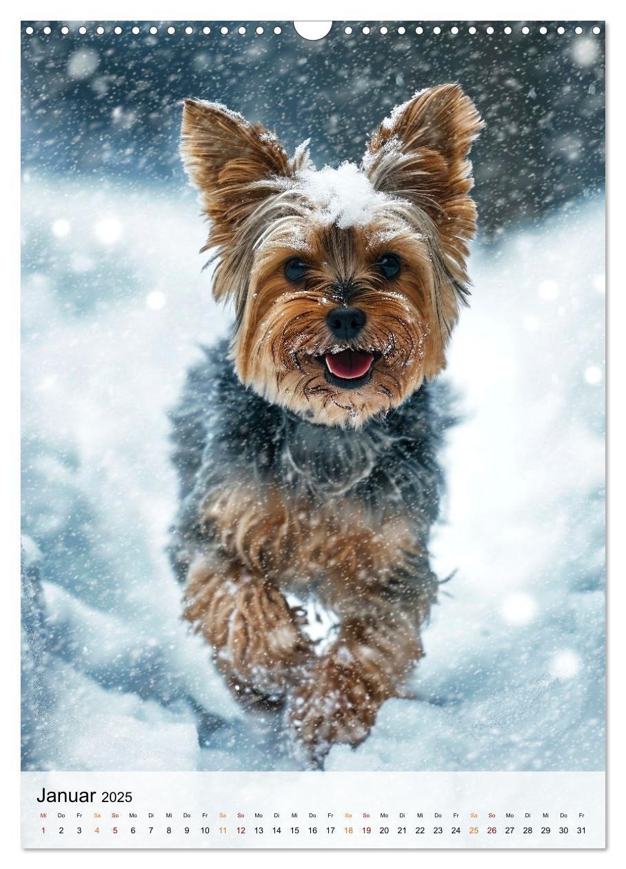 Bild: 9783383771712 | Yorkshire Terrier - ein Hund mit starkem Charakter (Wandkalender...