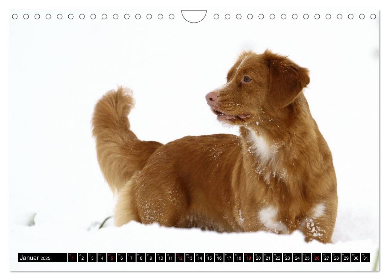 Bild: 9783435569663 | Nova Scotia Duck Tolling Retriever (Wandkalender 2025 DIN A4 quer),...