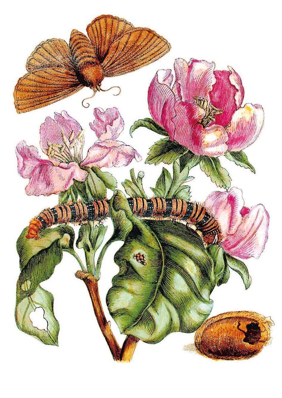 Bild: 9783968490038 | Blüten, Raupen, Schmetterlinge | Maria Sibylla Merian | Buch | 256 S.