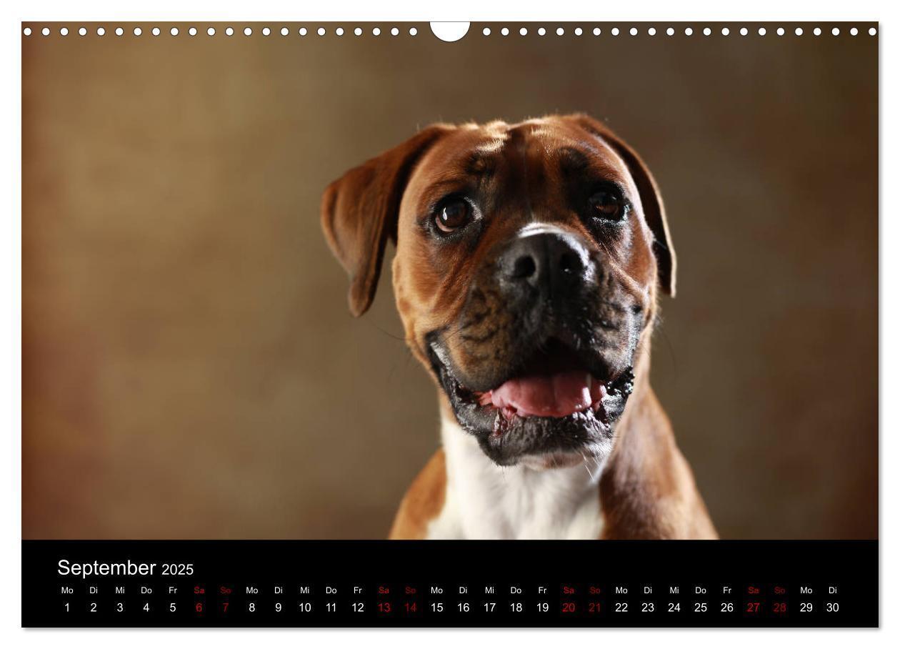 Bild: 9783435436255 | Liebenswerte Boxer (Wandkalender 2025 DIN A3 quer), CALVENDO...