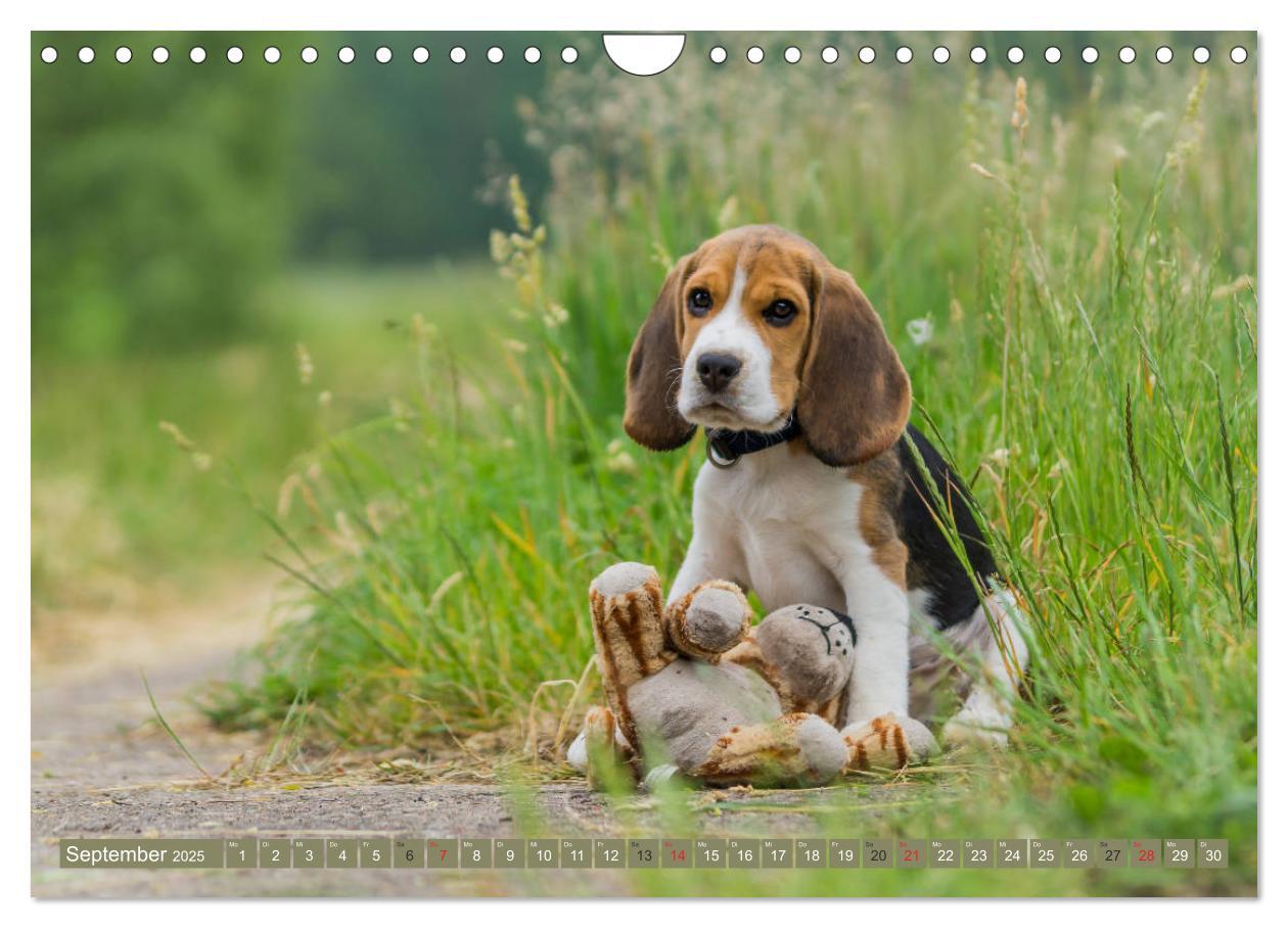 Bild: 9783435574896 | Beaglebabys auf Entdeckungstour (Wandkalender 2025 DIN A4 quer),...