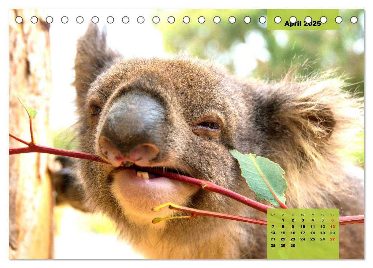 Bild: 9783435049752 | Koalas. Teddy-Alarm! (Tischkalender 2025 DIN A5 quer), CALVENDO...