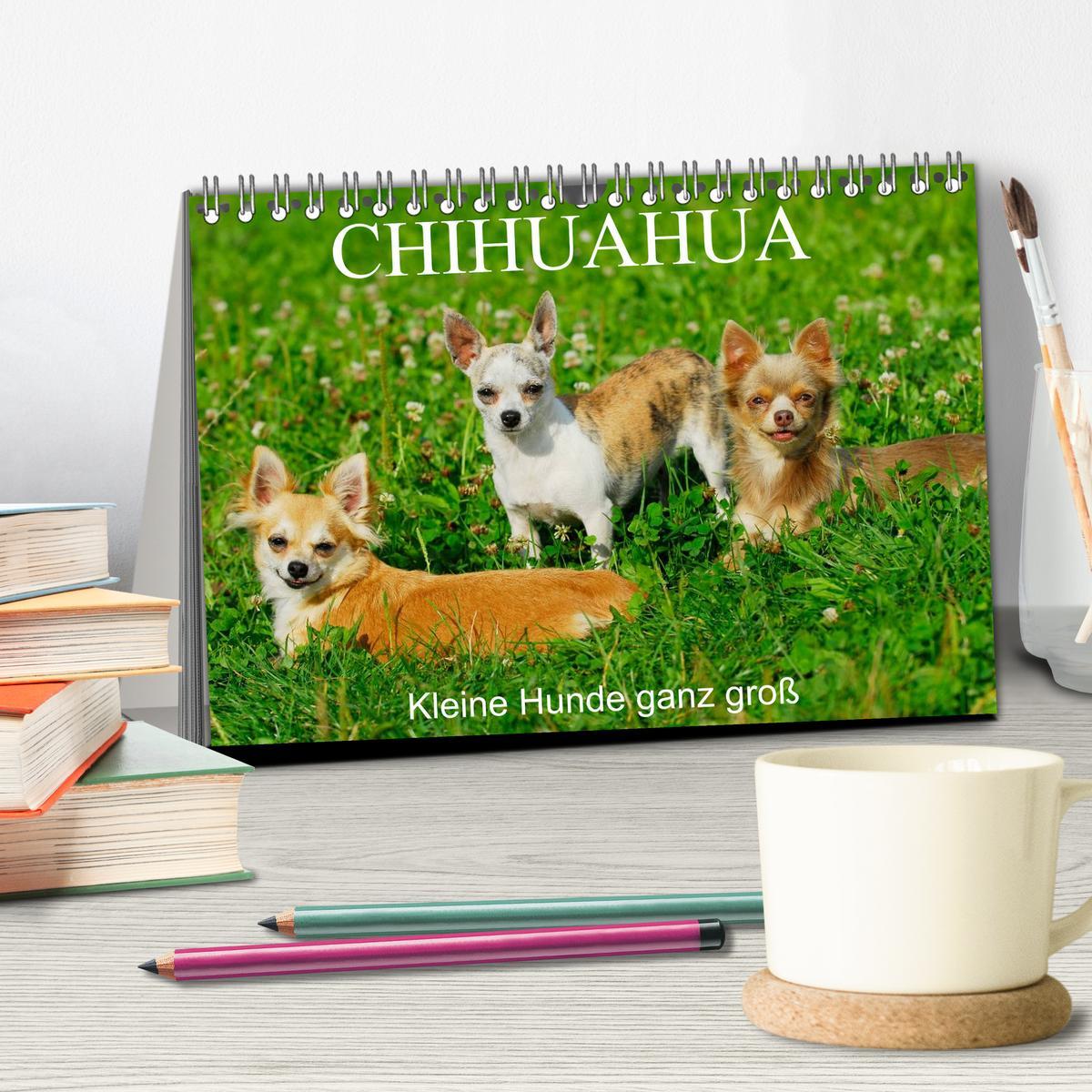 Bild: 9783435766000 | Chihuahua - Kleine Hunde ganz groß (Tischkalender 2025 DIN A5...