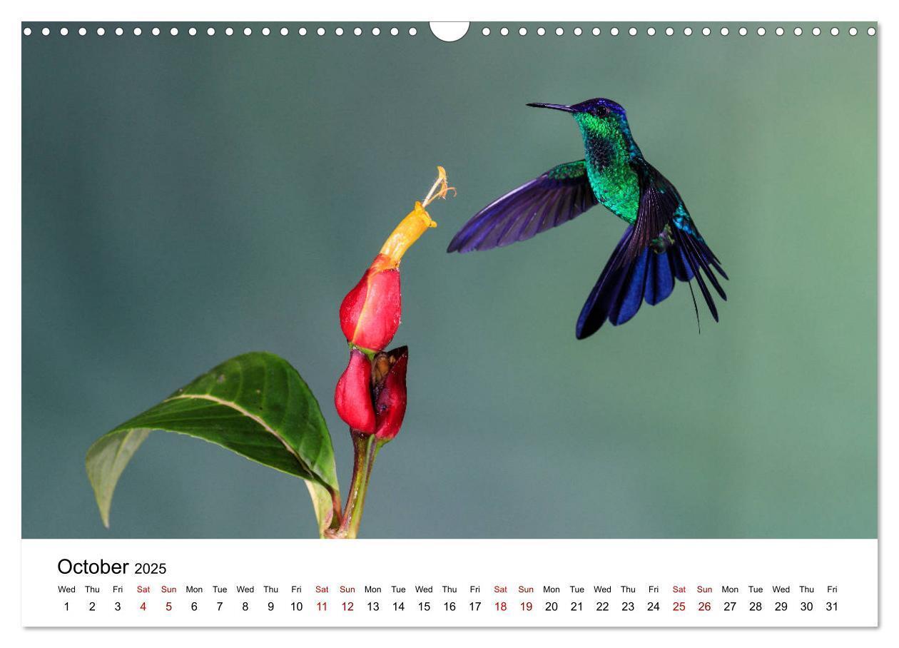 Bild: 9781325938438 | Hummingbirds - Flight artists in the rainforest (Wall Calendar 2025...