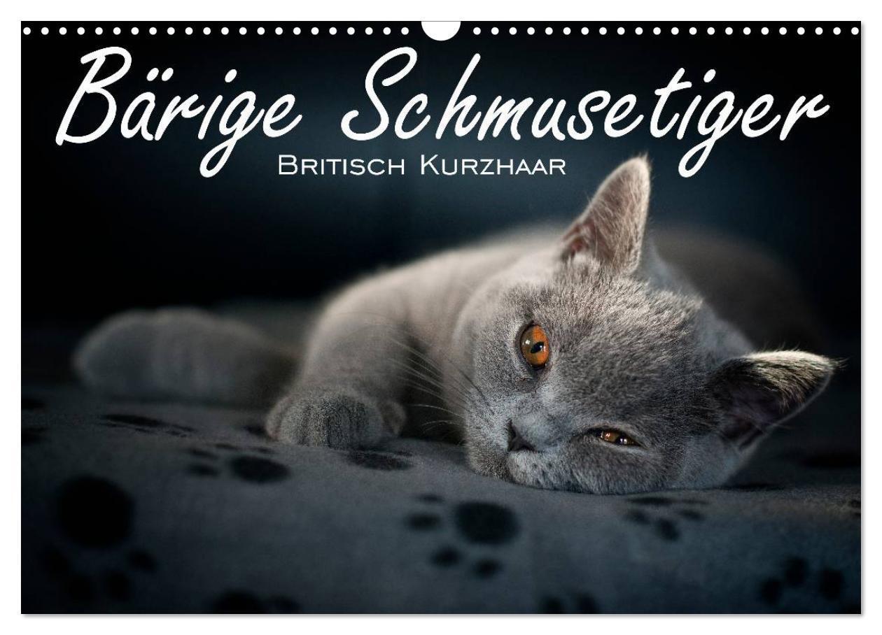 Cover: 9783435739226 | Bärige Schmusetiger - Britisch Kurzhaar / CH-Version (Wandkalender...