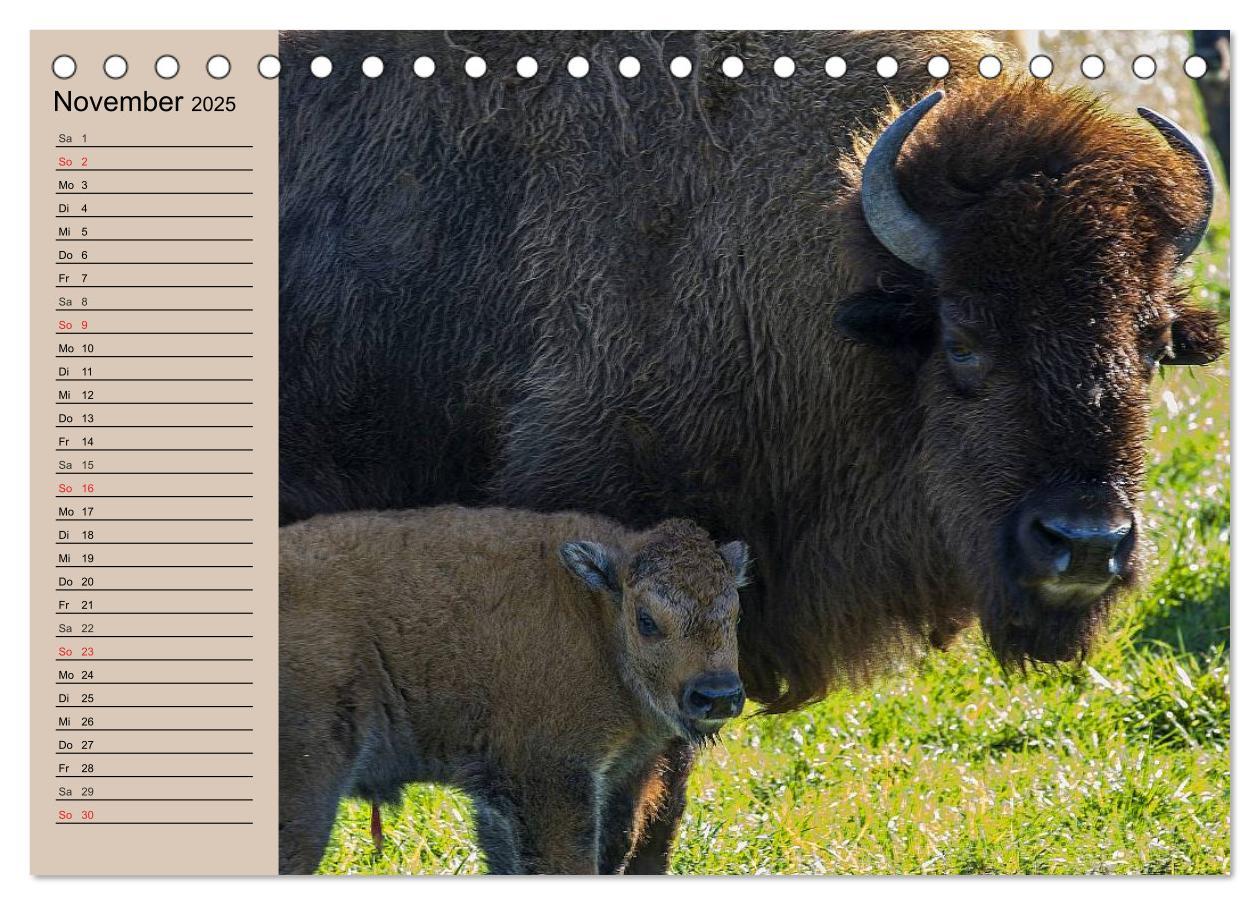 Bild: 9783435548798 | Büffel. Wisent und Bison (Tischkalender 2025 DIN A5 quer), CALVENDO...