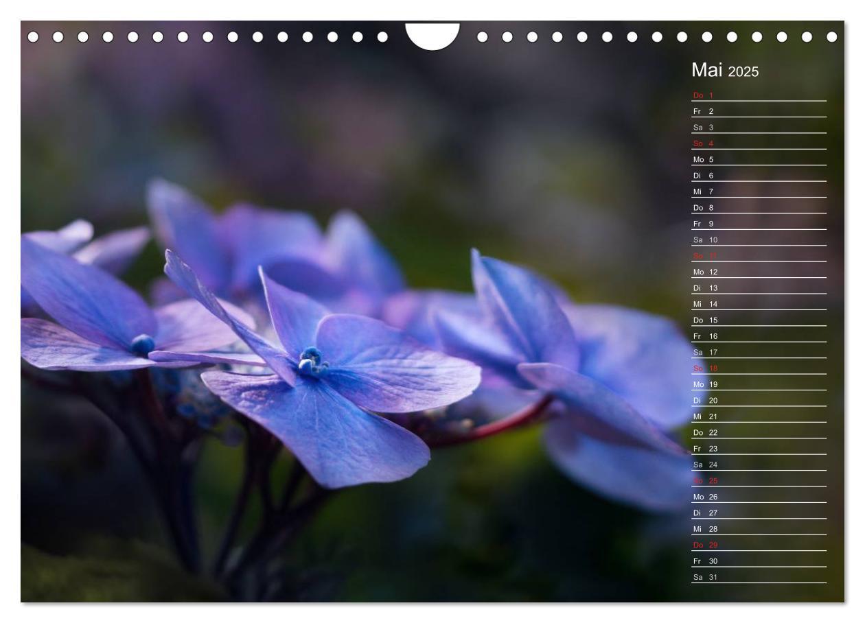 Bild: 9783435507412 | Die Hortensie und ihre vielen Gesichter (Wandkalender 2025 DIN A4...