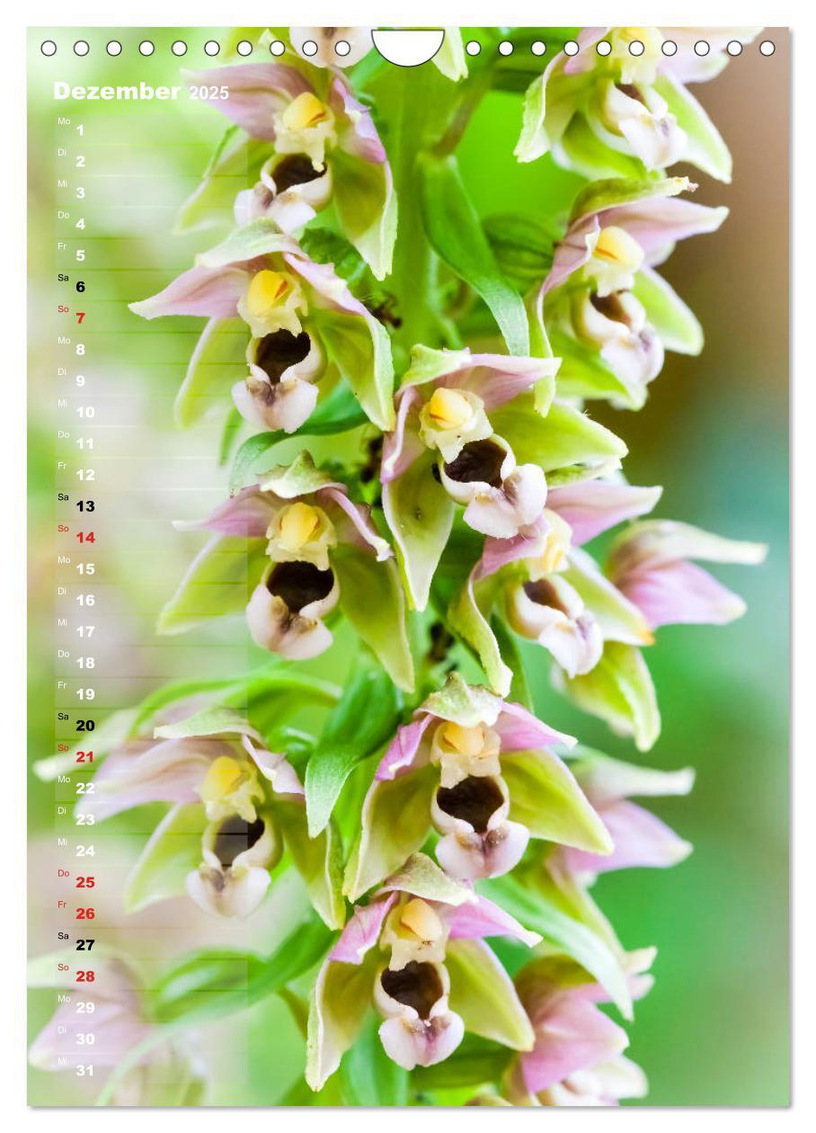 Bild: 9783435942473 | Auf der Suche nach Orchideen in Deutschland (Wandkalender 2025 DIN...