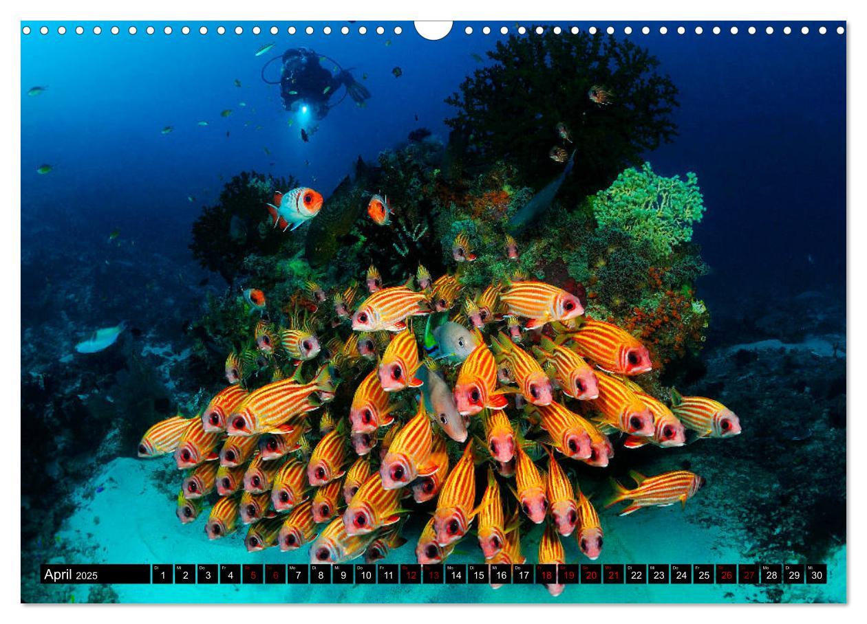 Bild: 9783435397518 | Raja Ampat - Faszinierende Unterwasserwelt (Wandkalender 2025 DIN...