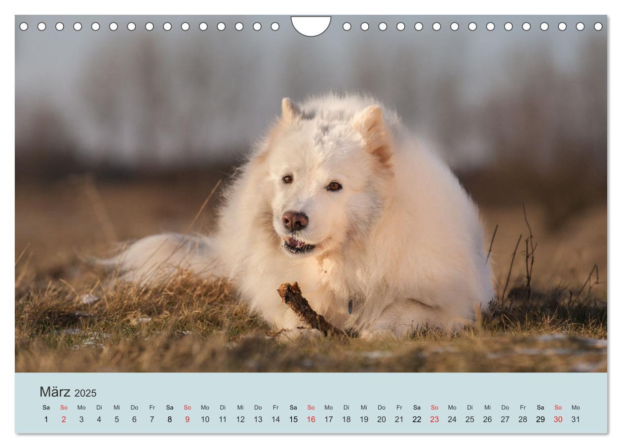 Bild: 9783435477586 | Samojeden - Liebenswerte Fellkugeln (Wandkalender 2025 DIN A4...