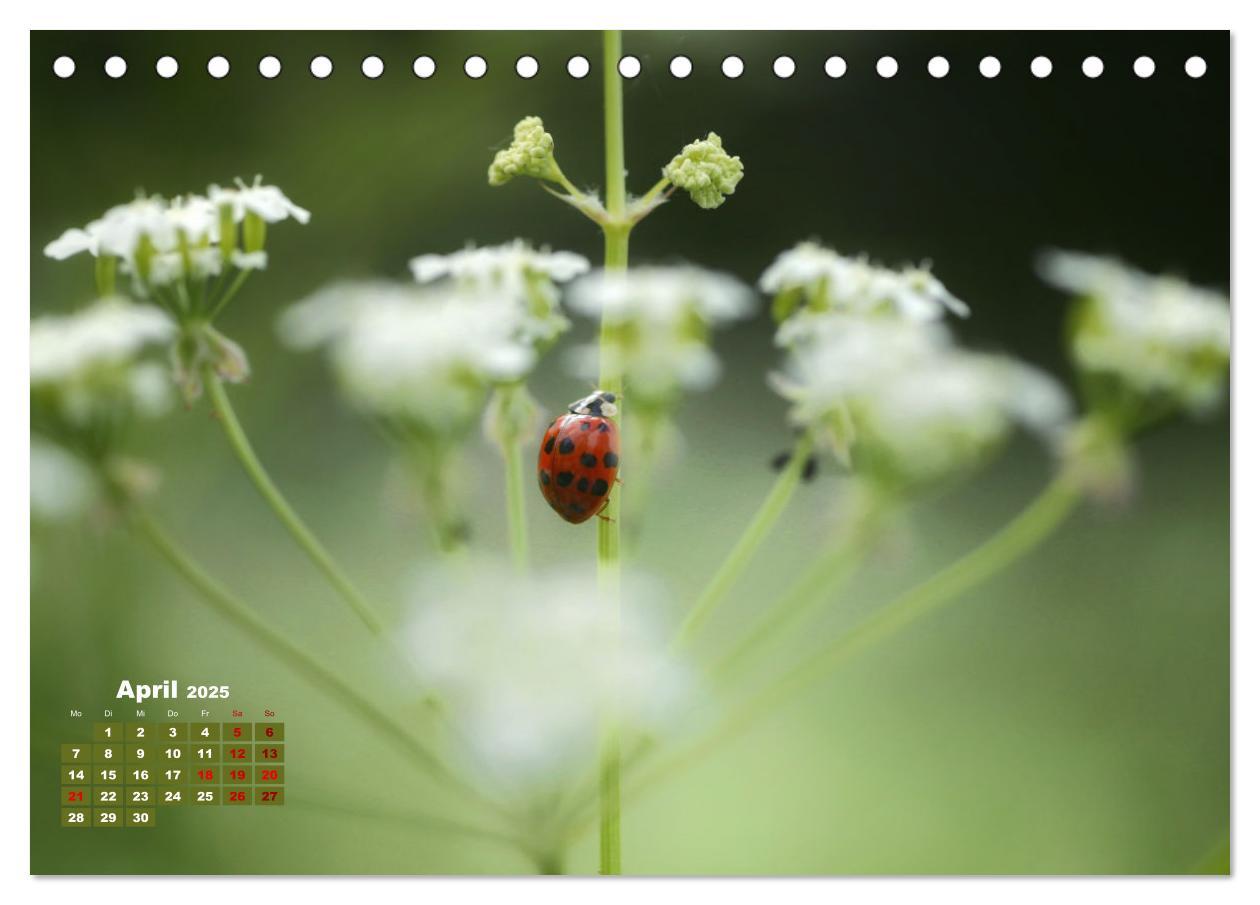 Bild: 9783383772054 | Klein aber oho. Die bunte Welt der Insekten (Tischkalender 2025 DIN...