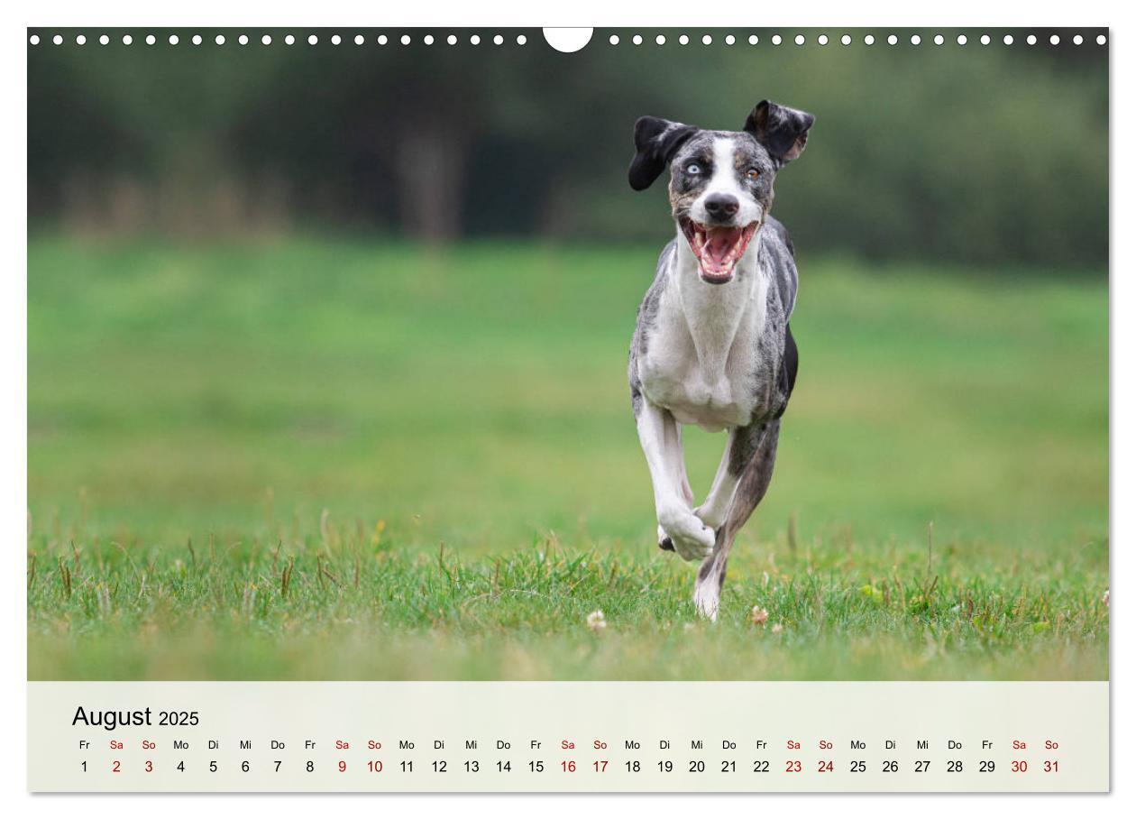 Bild: 9783435180684 | Lousiana Catahoula Leopard (Wandkalender 2025 DIN A3 quer),...