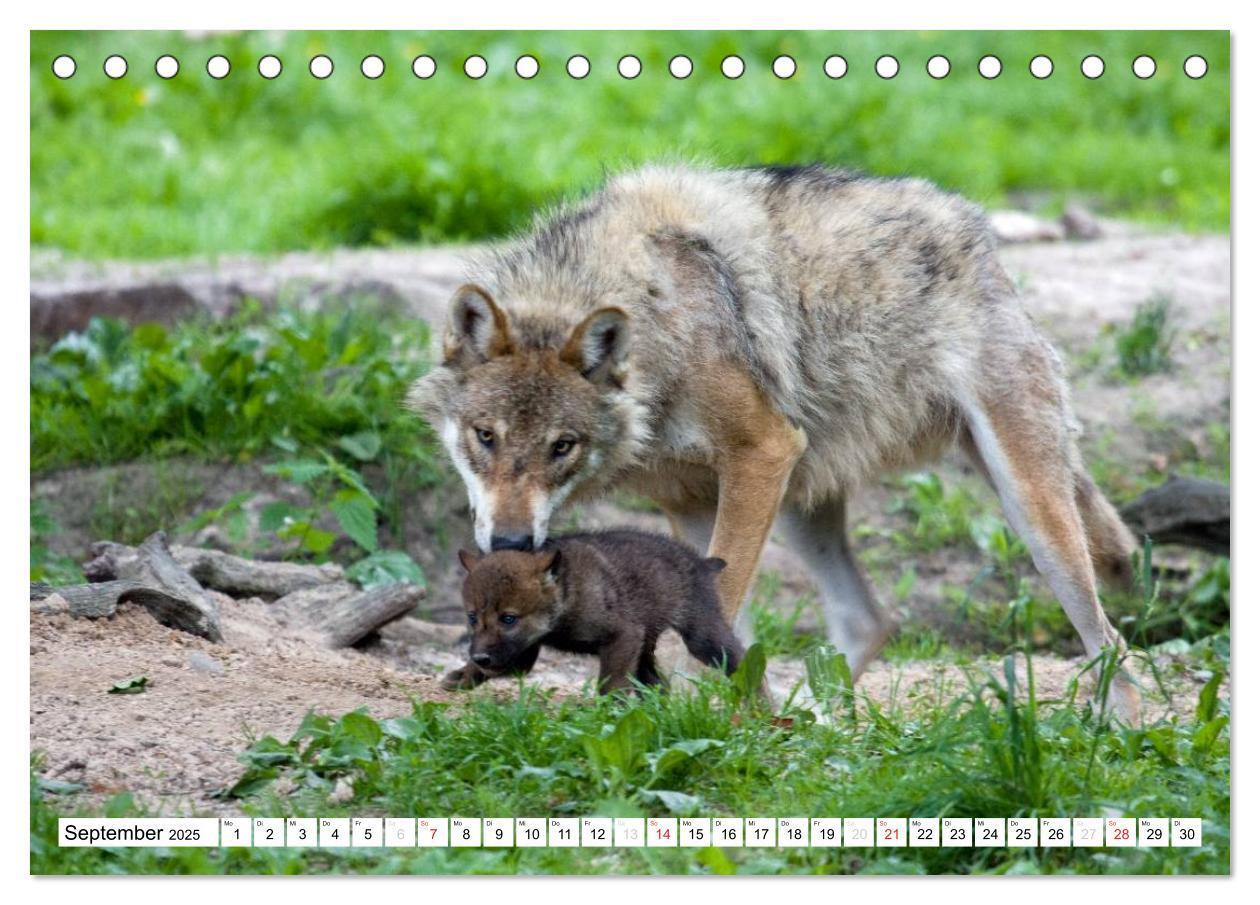 Bild: 9783435490035 | Mit dem Wolf durch's Jahr (Tischkalender 2025 DIN A5 quer),...