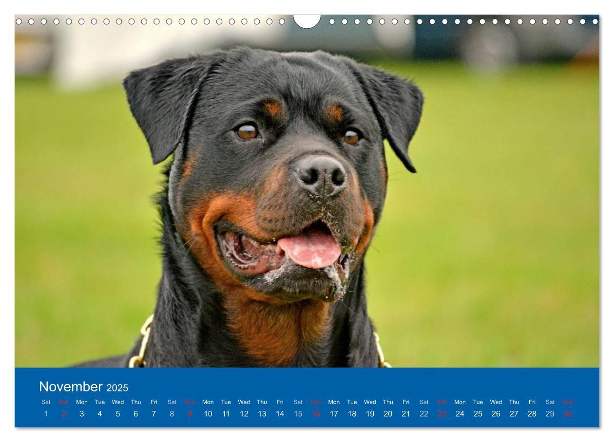 Bild: 9781325956319 | Rottweiler Portait Shots 2025 (Wall Calendar 2025 DIN A3...