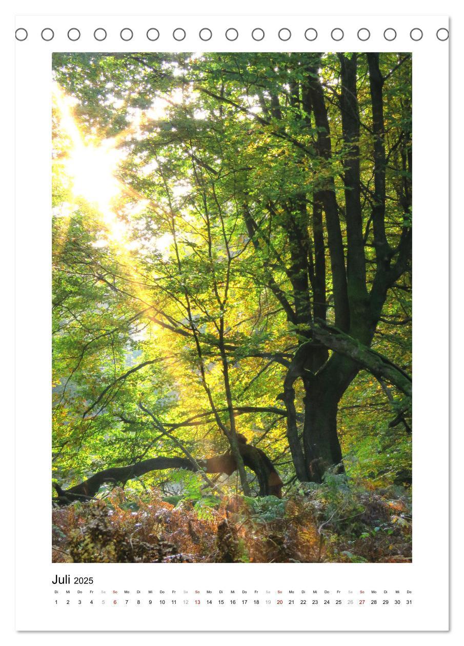 Bild: 9783435927029 | Mein Sehnsuchtsort, der Wald (Tischkalender 2025 DIN A5 hoch),...