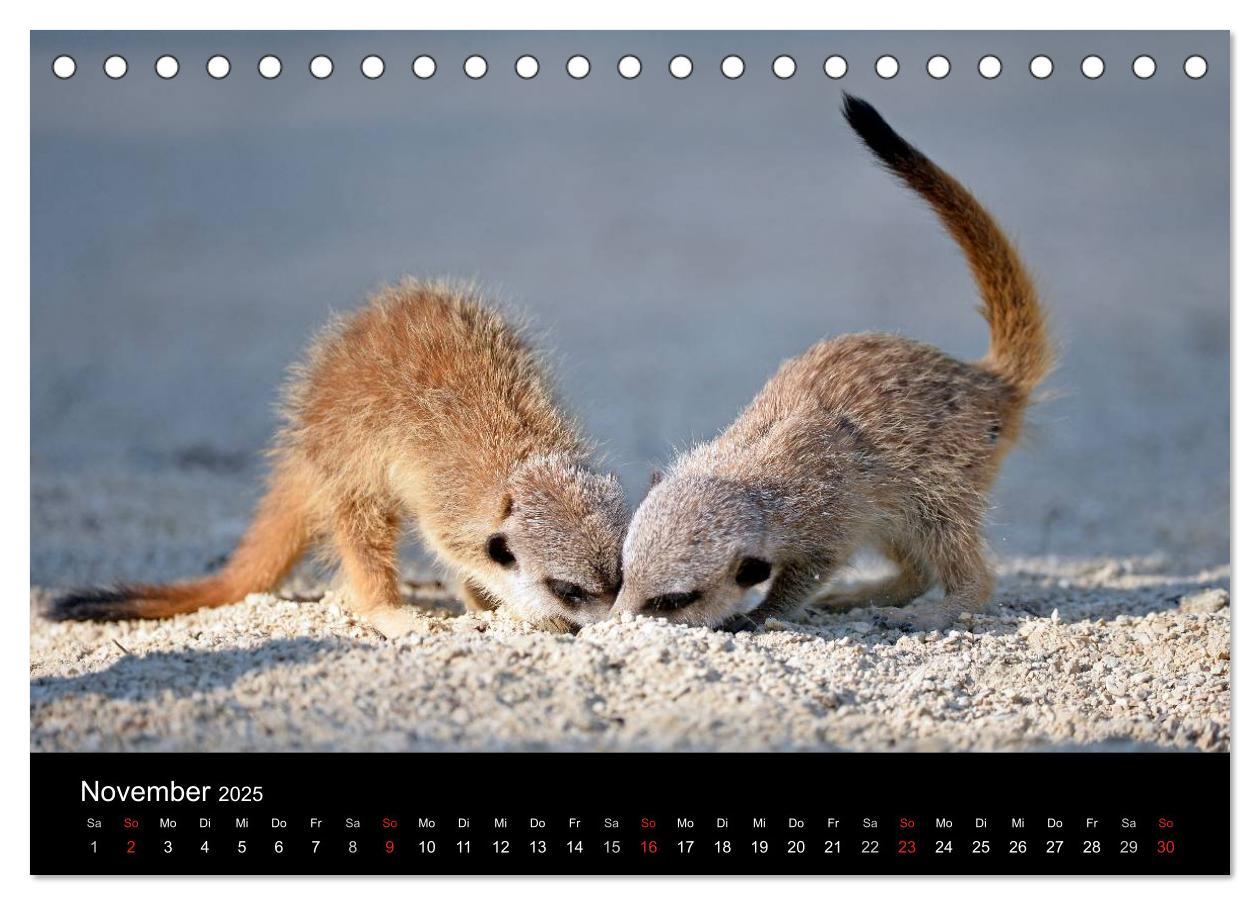 Bild: 9783435781386 | Lustige Erdmännchen (Tischkalender 2025 DIN A5 quer), CALVENDO...