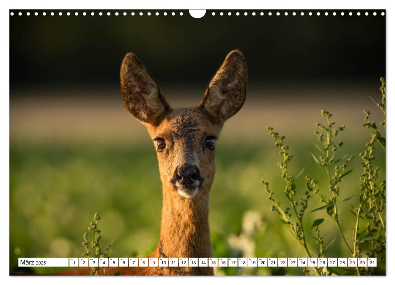 Bild: 9783435342730 | Anmut mit sanften Augen - Rehwild in der freien Natur (Wandkalender...