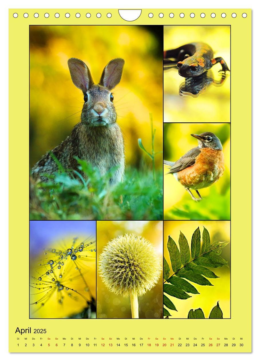 Bild: 9783435905775 | Farbsymphonien der Natur (Wandkalender 2025 DIN A4 hoch), CALVENDO...