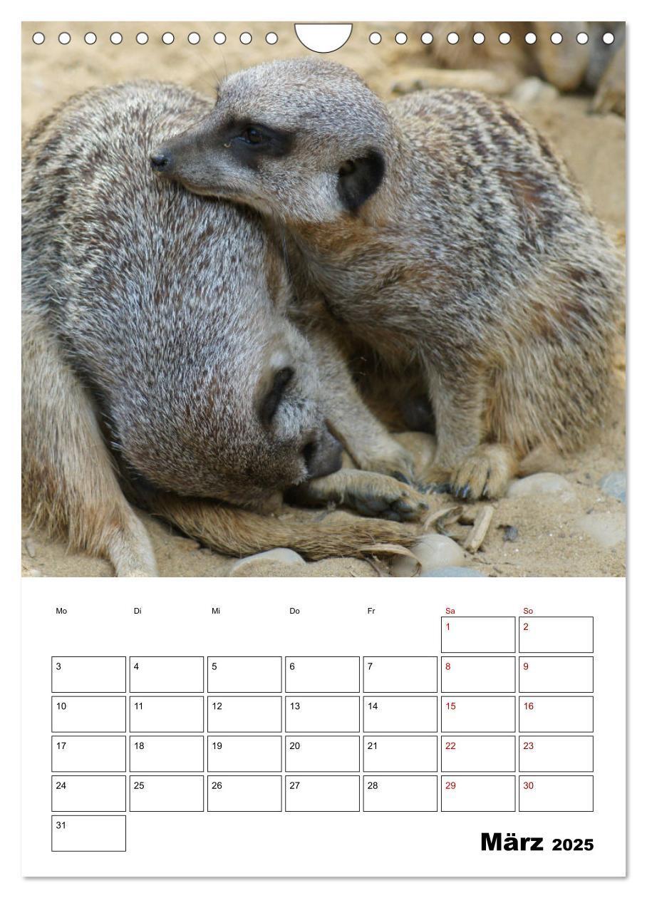 Bild: 9783435932818 | Niedliche Erdmännchen (Wandkalender 2025 DIN A4 hoch), CALVENDO...