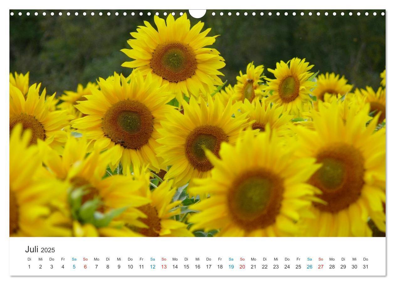 Bild: 9783435788019 | Sonnenblumen 2025 (Wandkalender 2025 DIN A3 quer), CALVENDO...