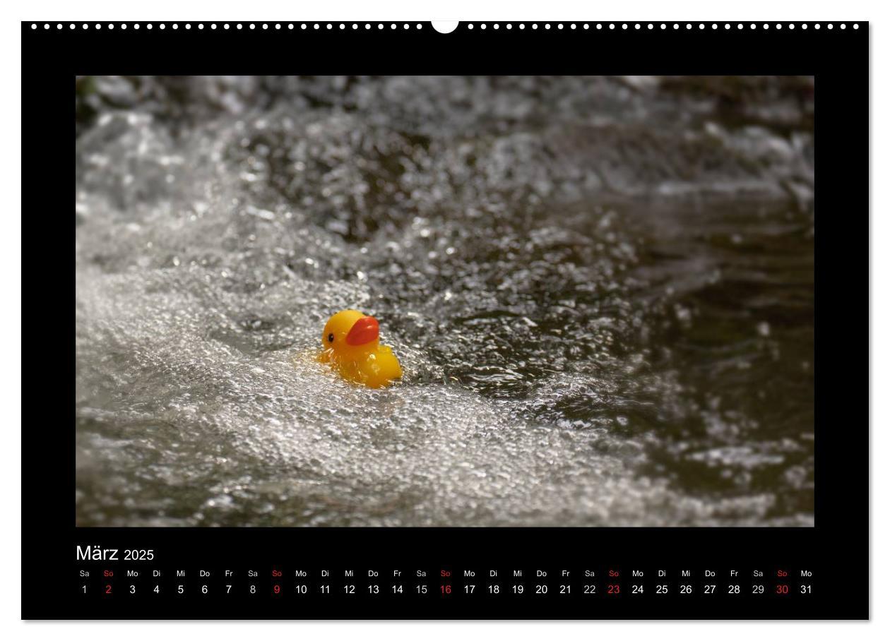 Bild: 9783435691555 | Enten-Rennen (Wandkalender 2025 DIN A2 quer), CALVENDO Monatskalender