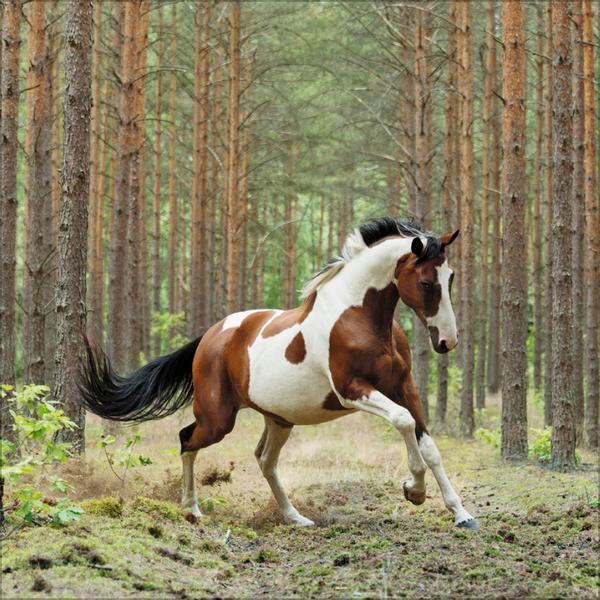 Bild: 9783731876380 | Horses 2025 | Verlag Korsch | Kalender | 13 S. | Deutsch | 2025