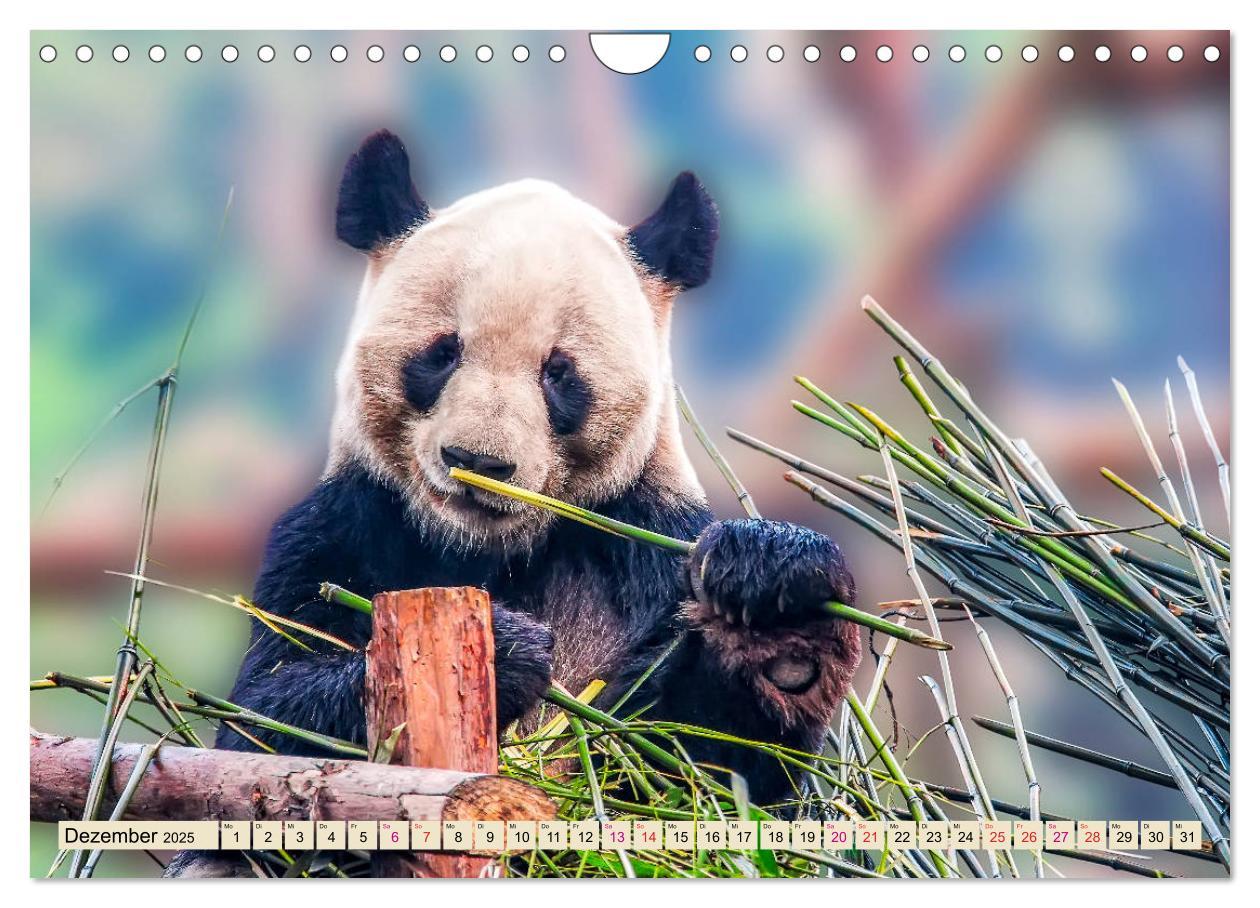 Bild: 9783435372058 | Niedlicher Panda (Wandkalender 2025 DIN A4 quer), CALVENDO...