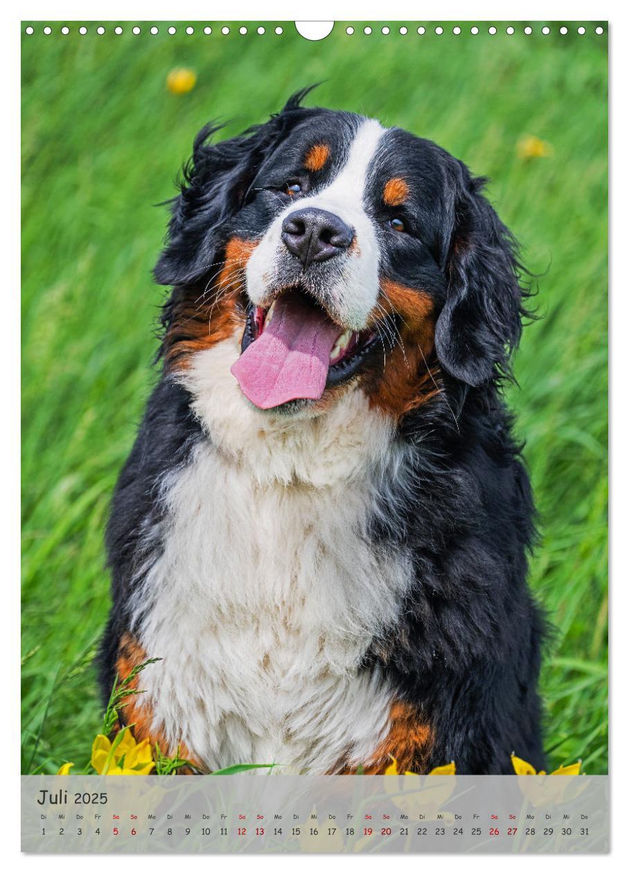 Bild: 9783457159194 | Berner Sennenhund - Ein Hund für alle Fälle (Wandkalender 2025 DIN...