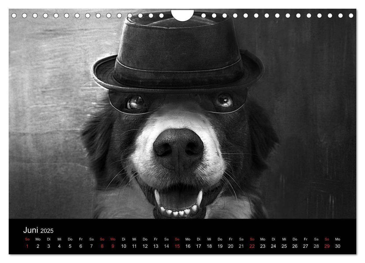 Bild: 9783435781522 | Hütehunde (Wandkalender 2025 DIN A4 quer), CALVENDO Monatskalender