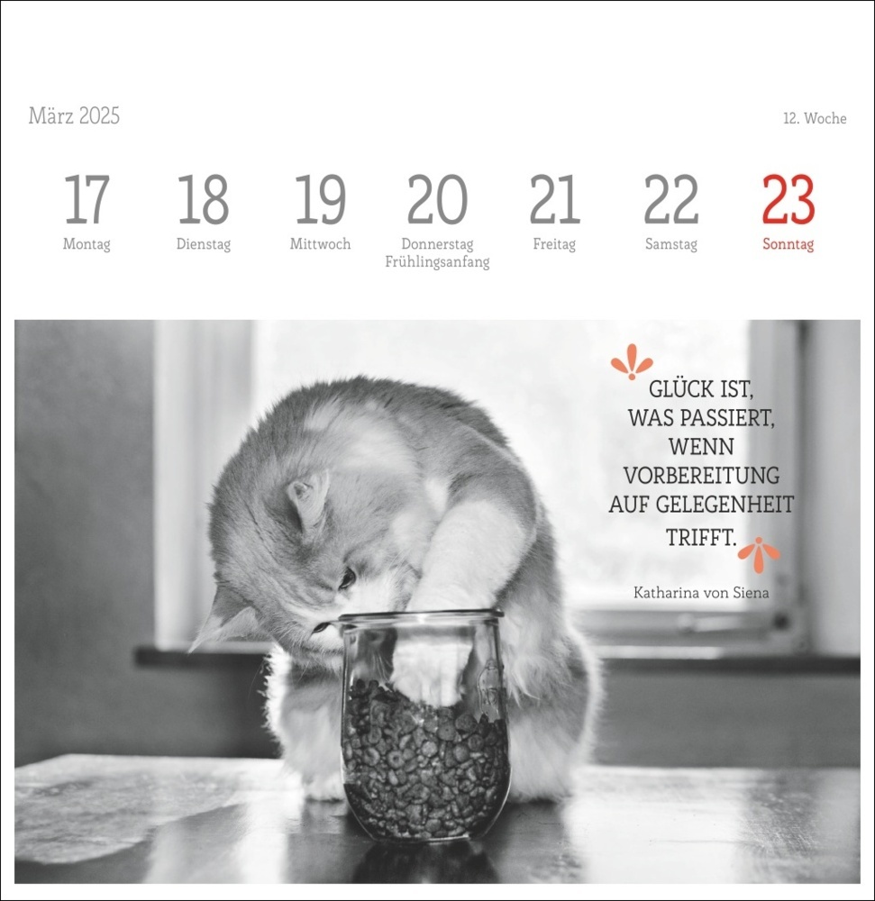 Bild: 9783756408160 | Monika Wegler: Katzen Weisheiten Premium-Postkartenkalender 2025