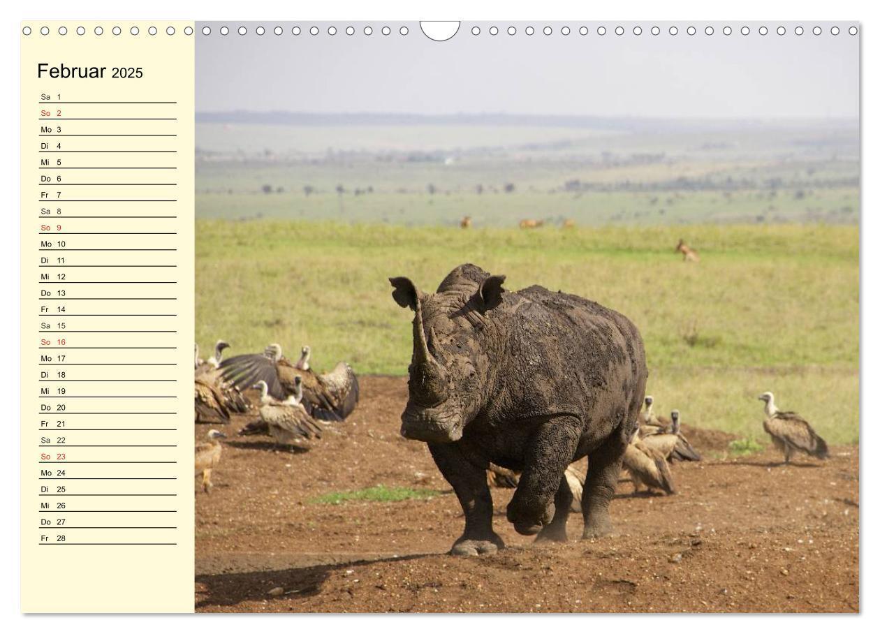 Bild: 9783435493722 | Afrika. Tiere in freier Wildbahn (Wandkalender 2025 DIN A3 quer),...