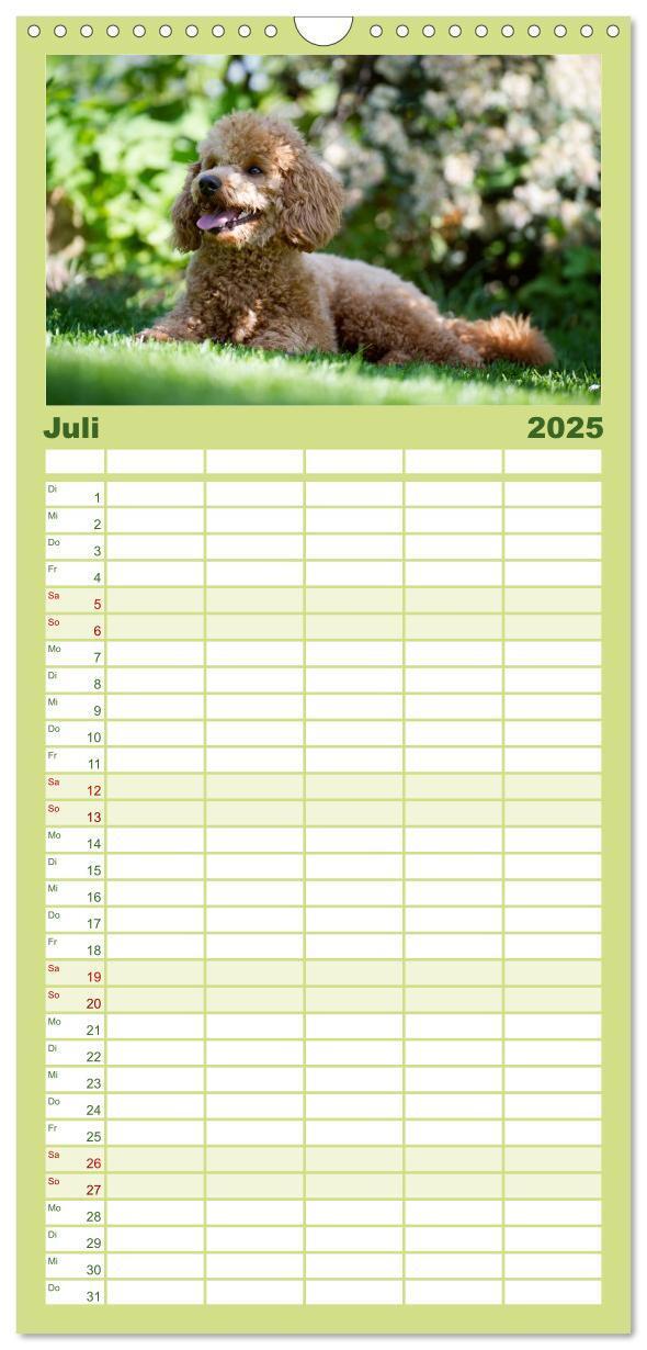 Bild: 9783457125427 | Familienplaner 2025 - Pudel mit 5 Spalten (Wandkalender, 21 x 45...