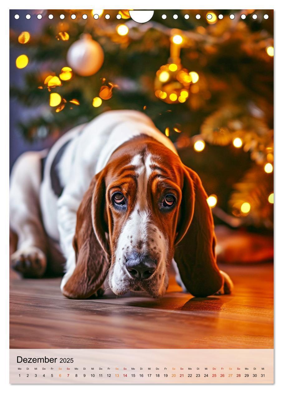 Bild: 9783383779855 | Basset Hound - freundlich und anhänglich (Wandkalender 2025 DIN A4...