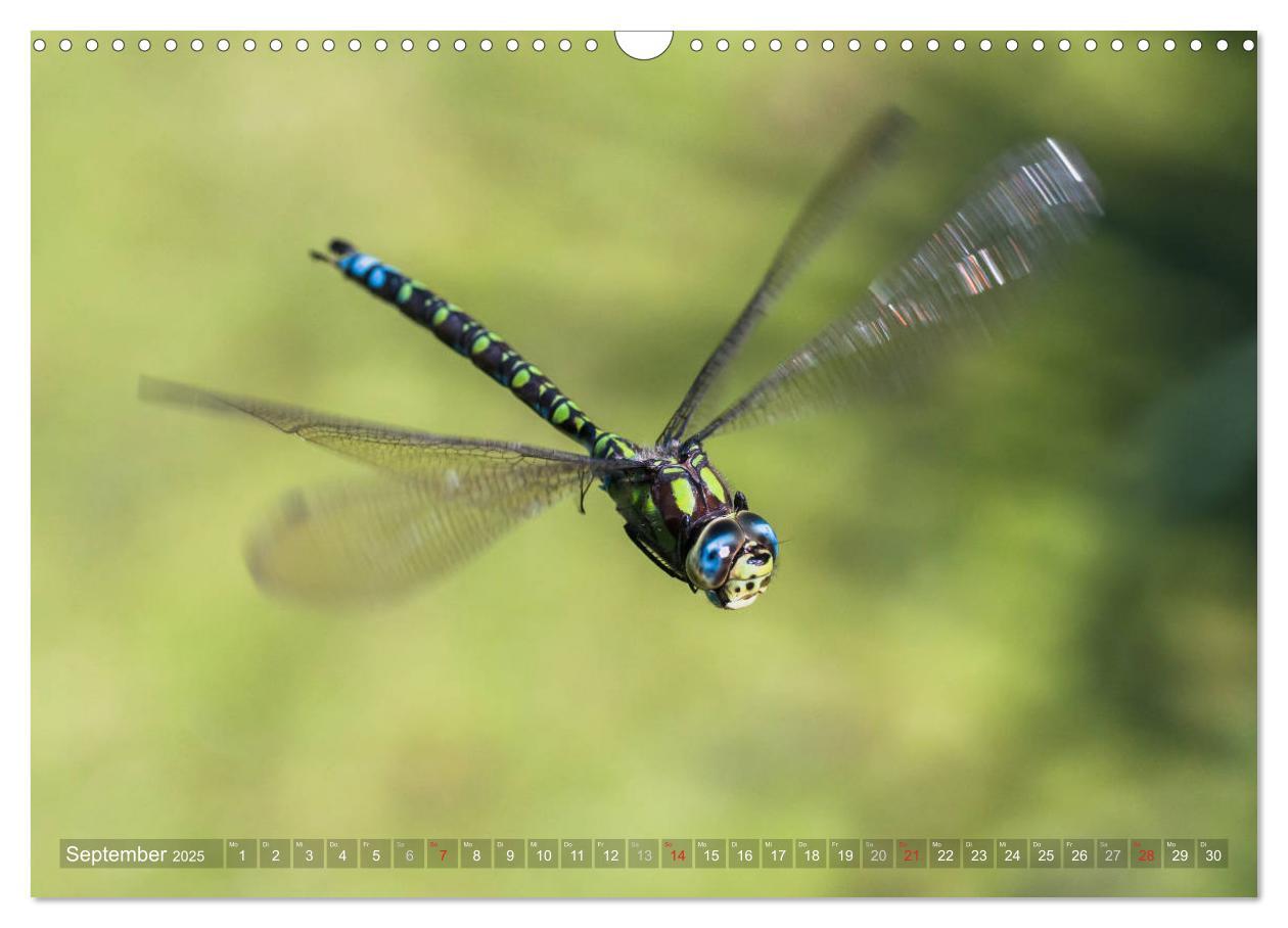 Bild: 9783435717552 | Libellen - Fliegende Edelsteine (Wandkalender 2025 DIN A3 quer),...