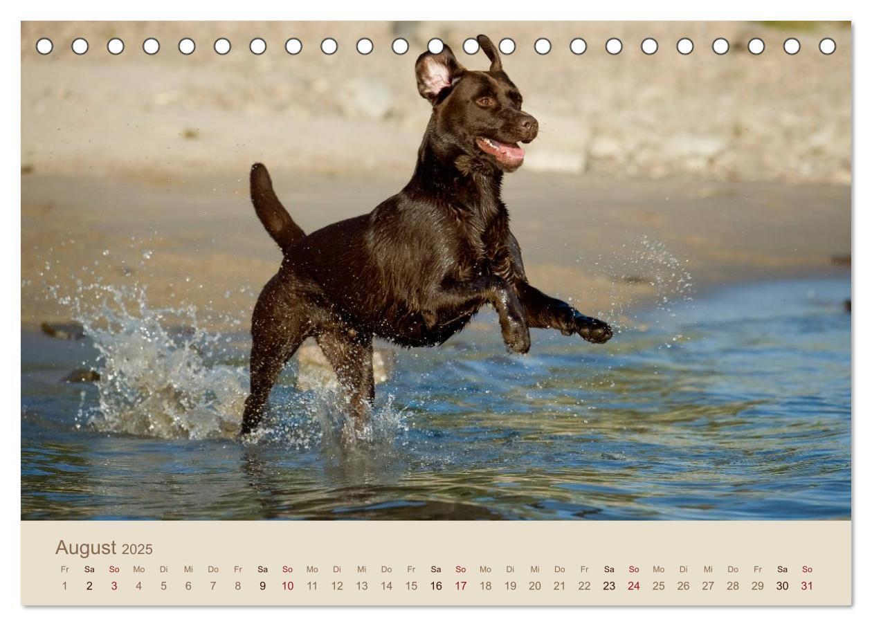 Bild: 9783435723805 | Labrador Retriever (Tischkalender 2025 DIN A5 quer), CALVENDO...