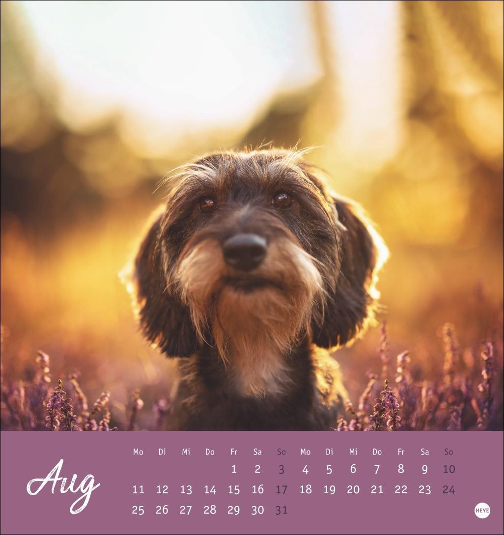 Bild: 9783756407156 | Dackel Postkartenkalender 2025 | Heye | Kalender | Spiralbindung