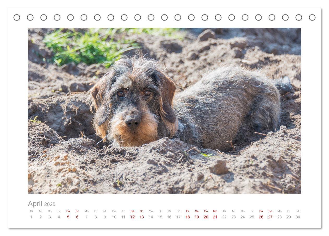 Bild: 9783435103942 | Dackelblicke - ein bezaubernder Rauhaardackel (Tischkalender 2025...