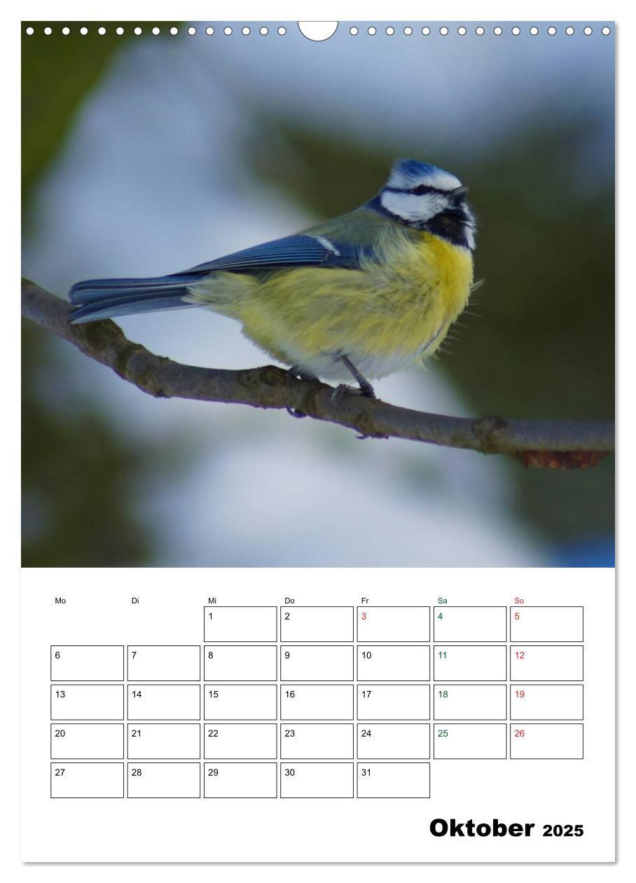 Bild: 9783457079669 | Heimische Singvögel (Wandkalender 2025 DIN A3 hoch), CALVENDO...